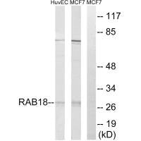 RAB18 Antibody