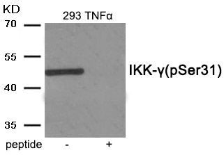 Phospho-IKBKG (Ser31) Antibody
