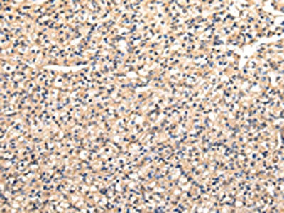 VAMP5 Antibody