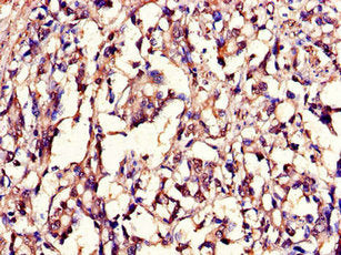 LMNB1 Antibody