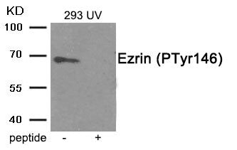 Phospho-EZR (Tyr146) Antibody