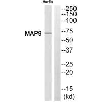 MAP9 Antibody