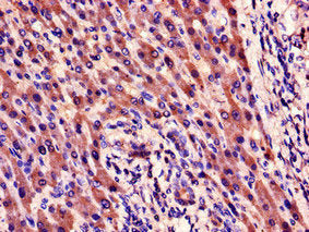 CYR61 Antibody