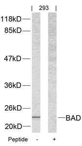 Bad (Ab-112) Antibody