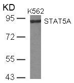 STAT5A (Ab-780) Antibody
