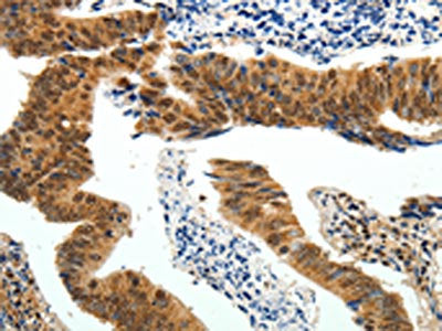 PIWIL4 Antibody