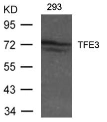 TFE3 Antibody