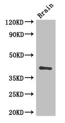 CD34 Antibody