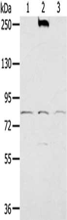 NOX5 Antibody