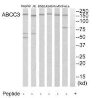 ABCC3 Antibody