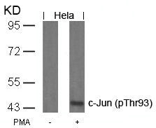 Phospho-JUN (Thr93) Antibody