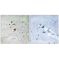 ANAPC1 Antibody
