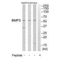 BMP3 Antibody