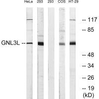 GNL3L Antibody
