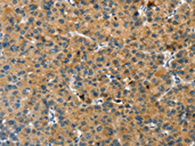 GNB2L1 Antibody