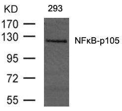 NFKB1 (Ab-893) Antibody