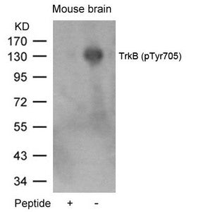 Phospho-NTRK2 (Tyr705) Antibody