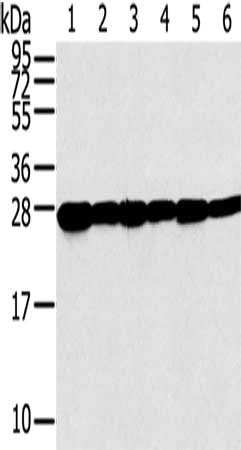 SNAP23 Antibody