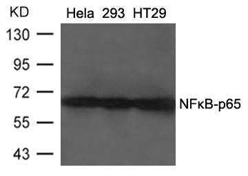 RELA (Ab-468) Antibody