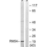 MRPL54 Antibody
