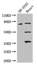 MAPT Antibody