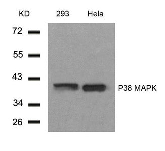 MAPK14 (Ab-182) Antibody