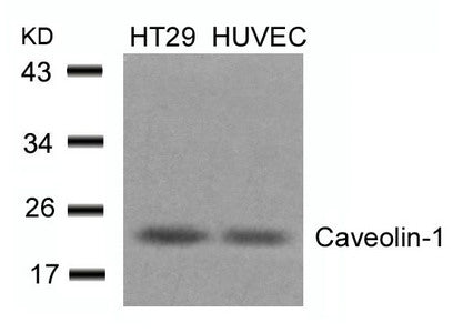 CAV1 (Ab-14) Antibody