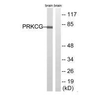 PRKCG (Ab-655) Antibody