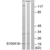 S100A16 Antibody