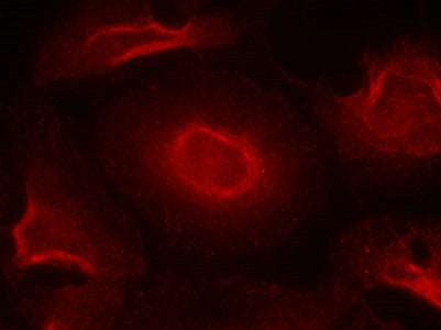 GRIN2B (Ab-1474) Antibody