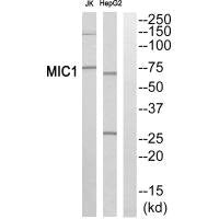 C18orf8 Antibody