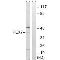 PEX7 Antibody