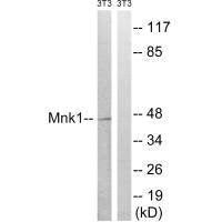 MKNK1 (Ab-385) Antibody