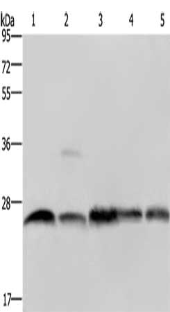 NDUFV2 Antibody