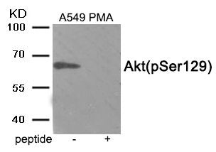 Phospho-AKT1 (Ser129) Antibody