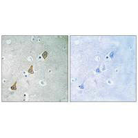 PECAM1 (Ab-713) Antibody