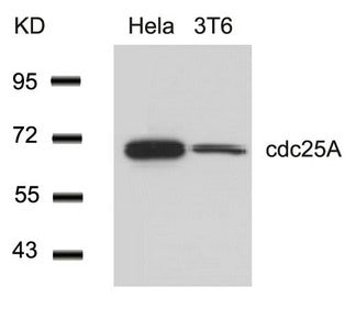CDC25A (Ab-76) Antibody