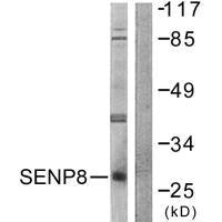 SENP8 Antibody
