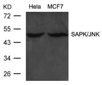 MAPK9/MAPK10 (Ab-183) Antibody