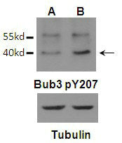 Phospho-BUB3 (Tyr207) Antibody