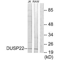DUSP22 Antibody