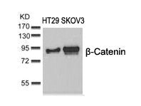 CTNNB1 (Ab-37) Antibody