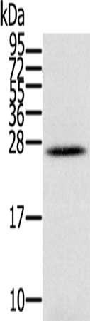 IFNL3 Antibody