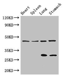 REN Antibody