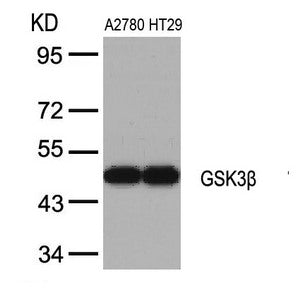 GSK3B (Ab-9) Antibody