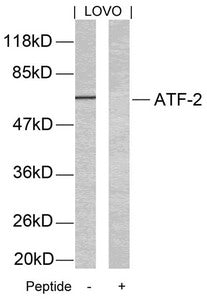 ATF2 (Ab-69 or 51) Antibody