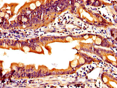 PYY Antibody