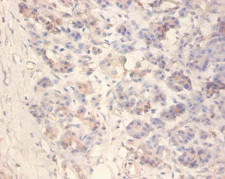 IAPP Antibody