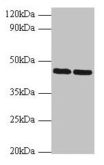 SHBG Antibody