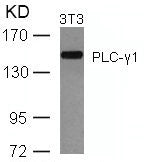 PLCG1 (Ab-771) Antibody